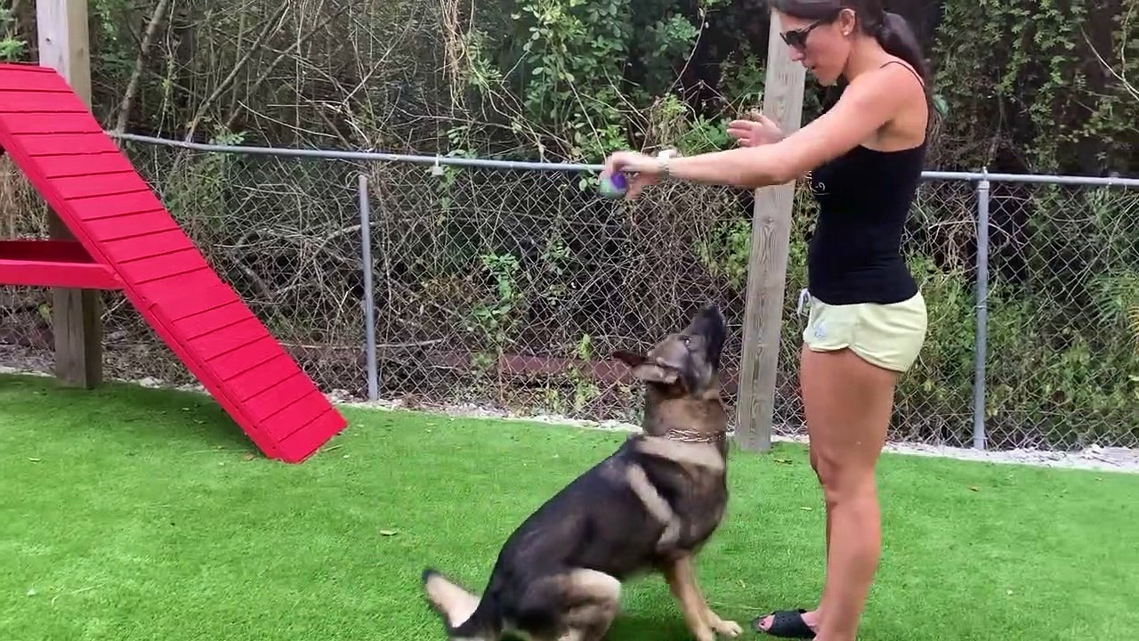 Tantrum: German Shepherd Family Protection Dog |Fine Line Family K-9|