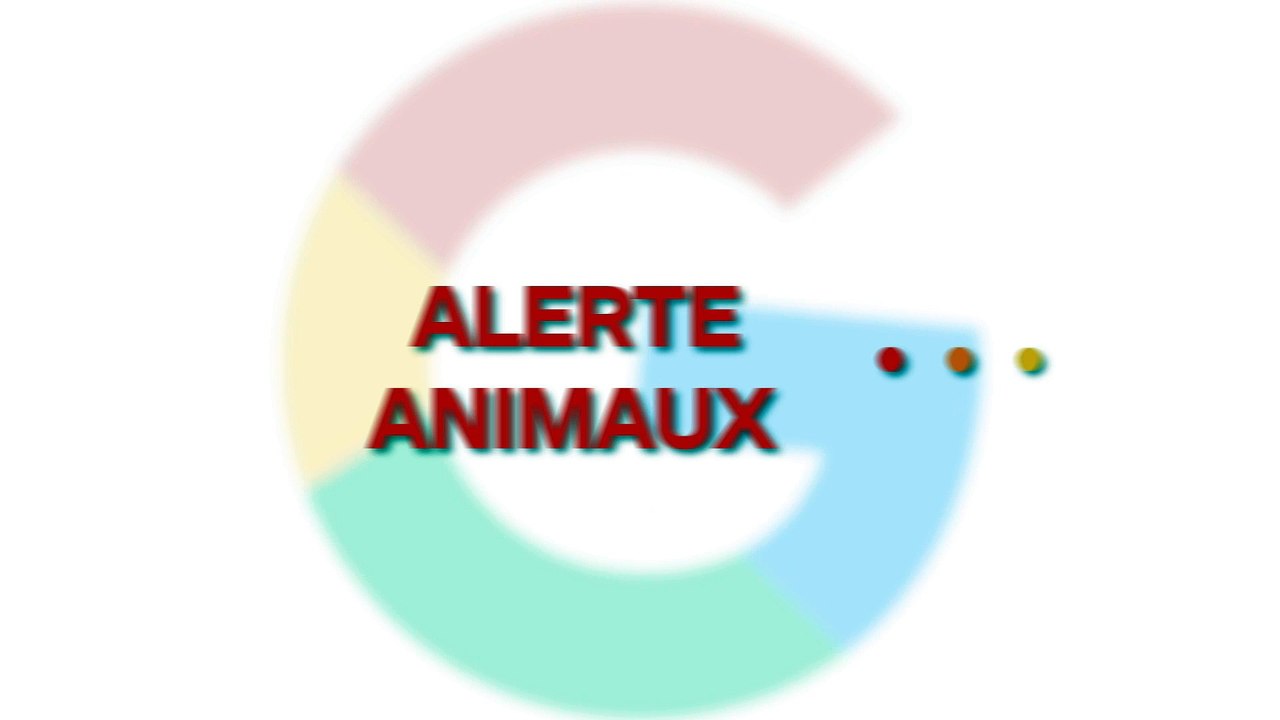 Une chienne sauve miraculeusement cinq chatons abandonnés dans le froid