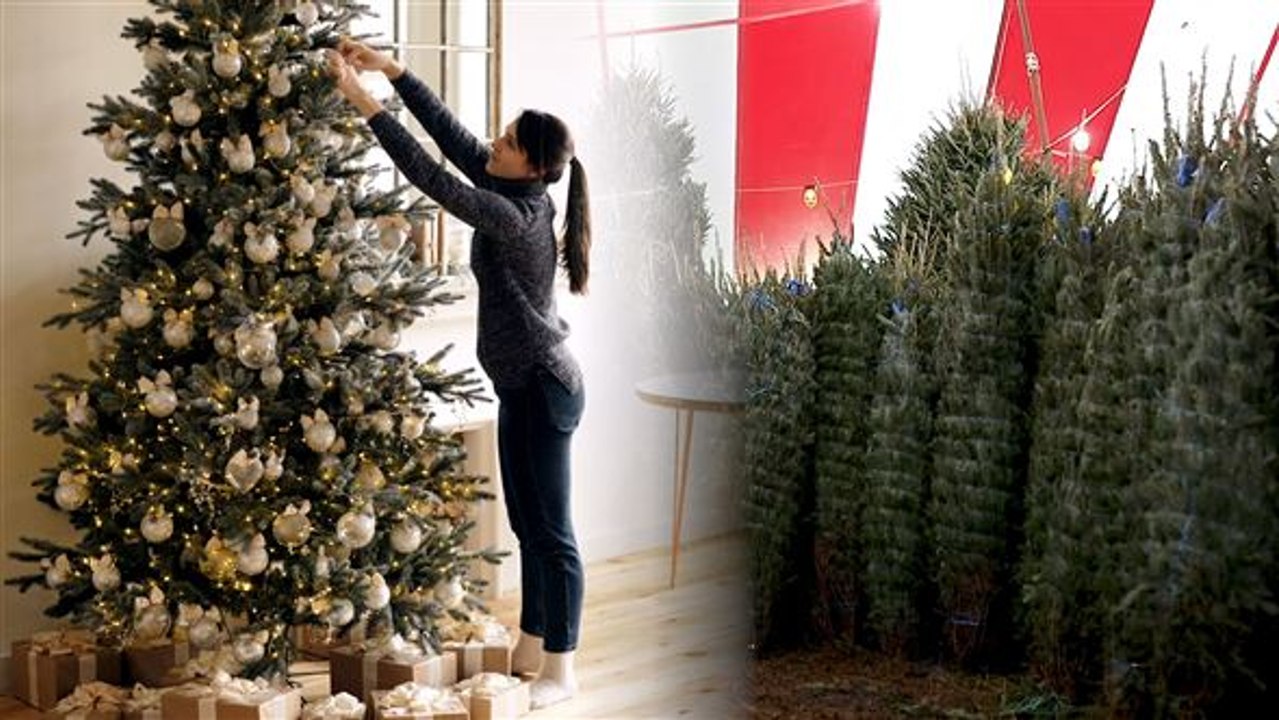 Echter oder unechter Tannenbaum?