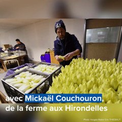 La culture de l'endive dans les Vosges