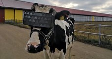 Russie : des vaches portent des casques virtuels pour produire plus de lait