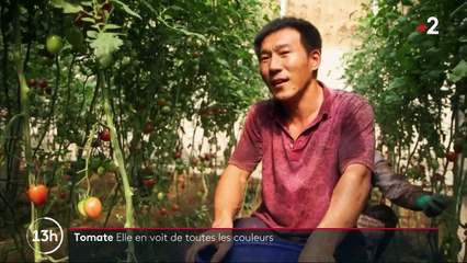 Feuilleton : rouge tomate (4/5)