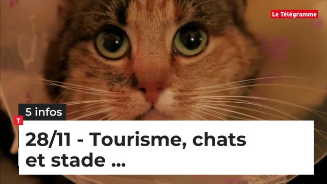 Tourisme, Chats et stade... Cinq infos bretonnes du 28 novembre