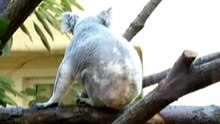 Koala Sprint
