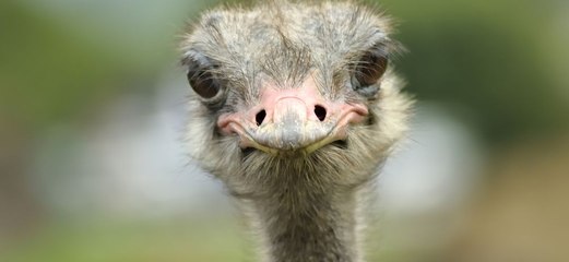 El avestruz corre como un loco por la autopista para sorpresa de los conductores