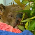 Australie : Le koala sauvé des flammes par une femme a été euthanasié