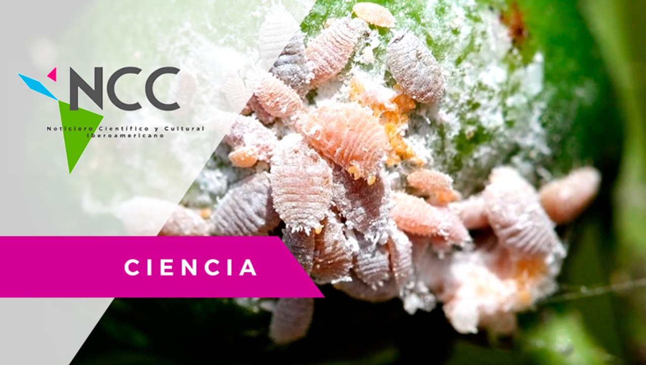 Lu­cha de in­sec­tos: en Es­pa­ña im­por­tan un pa­rá­si­to para com­ba­tir pla­ga