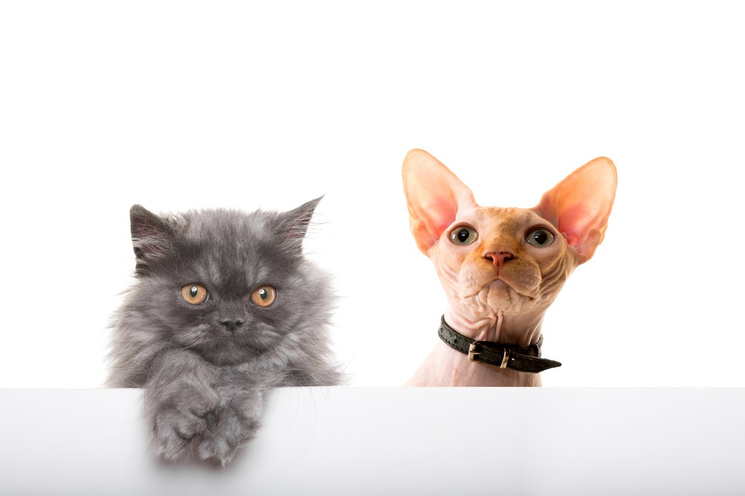 Vue de chez vous: Tous à poils!