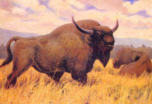 Decapitado el macho alfa de la reserva de bisontes europeos de Valencia
