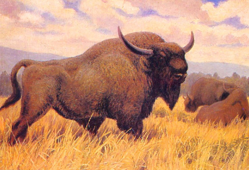 Decapitado el macho alfa de la reserva de bisontes europeos de Valencia