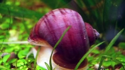 5 animales que no debiste mezclar con tu tortuga parte 2