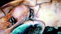 los 3 parasitos más letales en tortugas