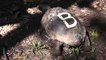 Slow and steady hope for near-extinct Bangladesh tortoises