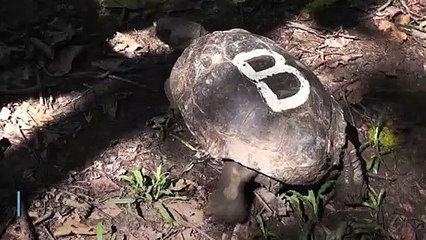 Slow and steady hope for near-extinct Bangladesh tortoises
