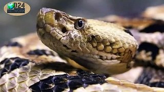 Rattelsnake viper snake की सबसे अधिक जहरीला spices||discovery24 network
