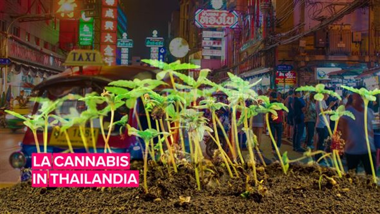 La Thailandia continua ad essere fiduciosa sul fronte cannabis