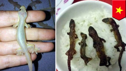 ローストとかげ丼 ベトナムで人気料理に⁉ - トモニュース