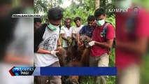 Tragis, Orangutan Ditemukan dengan 24 Luka Tembak dan Kedua Mata Buta