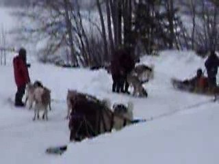 Comme ils sont mignions les gentils toutous...