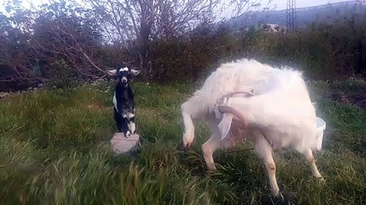 Bizim damızlık halep maltiz kecisiyle sevimli zıpzıp yavru oglaklari keçi yavruları videoları