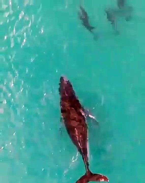 whale