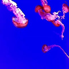 Jelly Fish