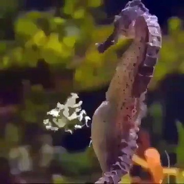 sea horse giving birth