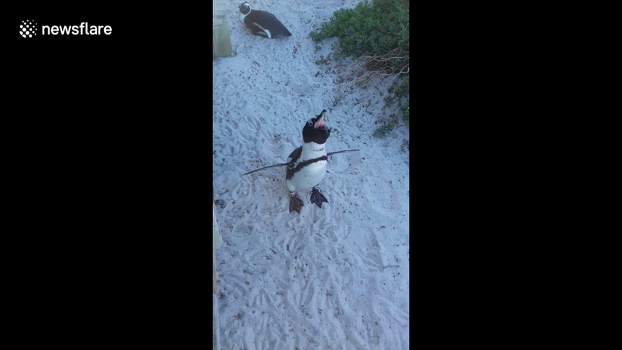 Penguin makes a ‘honking’ mating call that sounds just like a donkey