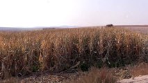 GAP'ın başkenti Şanlıurfa'da mısır hasadı başladı
