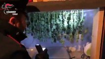 Forno Canavese (TO) - Trasforma il suo appartamento in un laboratorio di marijuana (29.11.19)