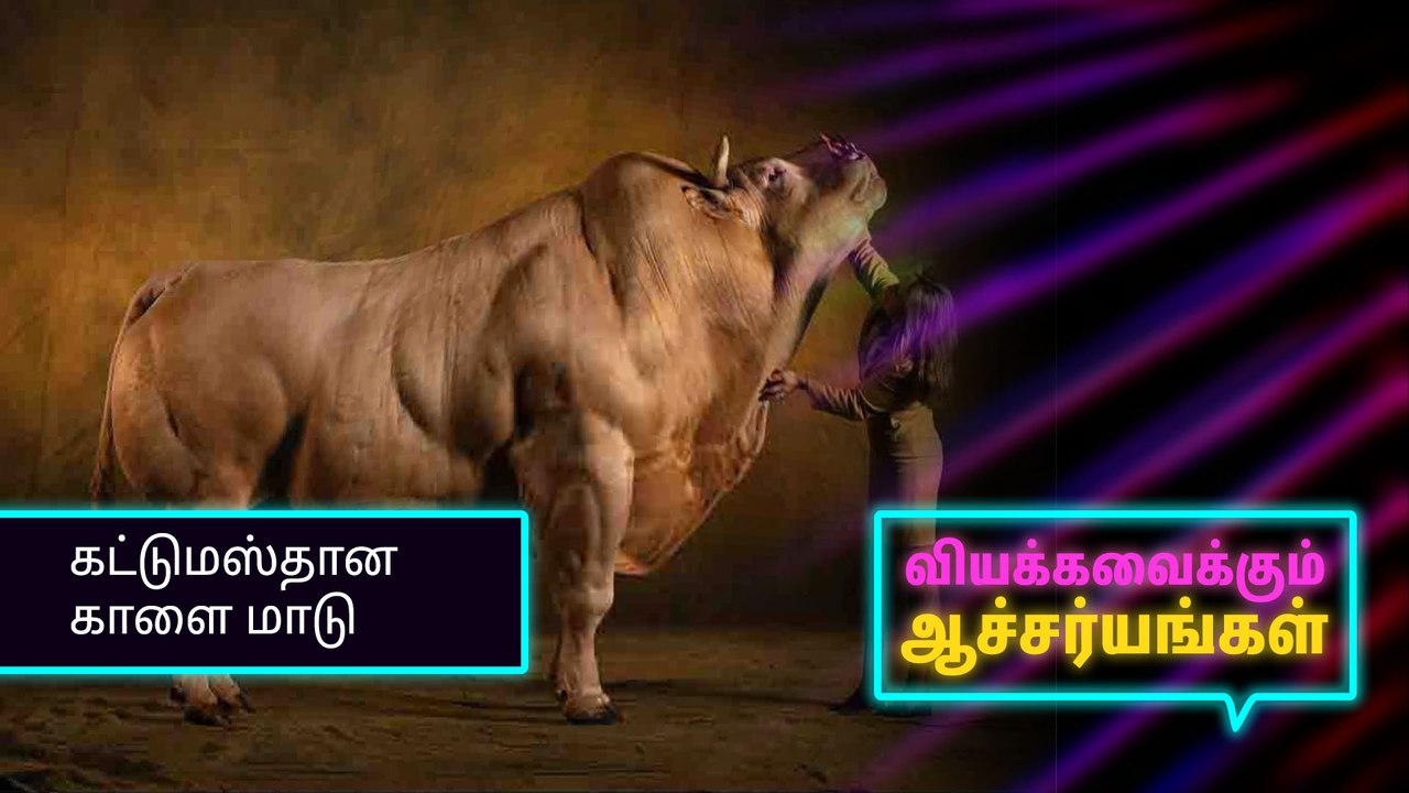 கட்டுமஸ்தான காளை மாடு..!