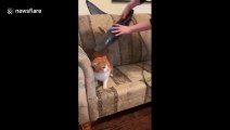 This fluffy cat loves his fur being hoovered