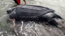 Giant leatherback sea turtle found dead on beach in the Philippines