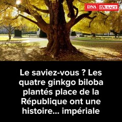 Quatre ginkgo biloba, deux empereurs