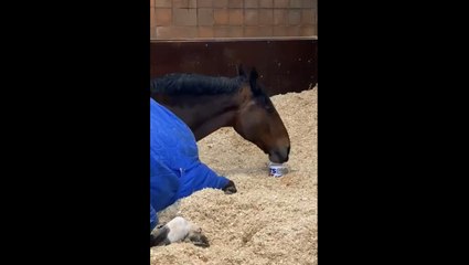 Este caballo policía se niega a empezar su jornada laboral sin su taza de té caliente