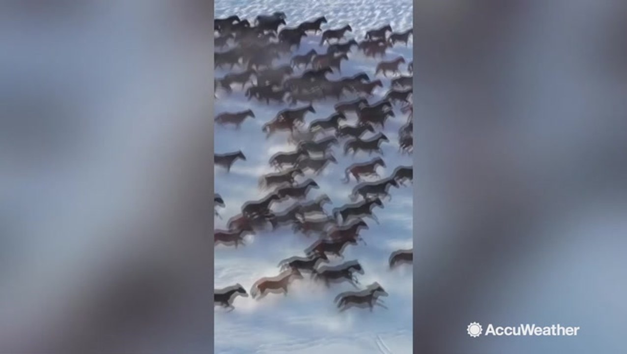 Thousands of horses gallop through snowy grasslands