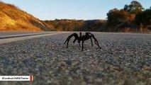 Ranger Captures Nightmare-Inducing Tarantula On Camera