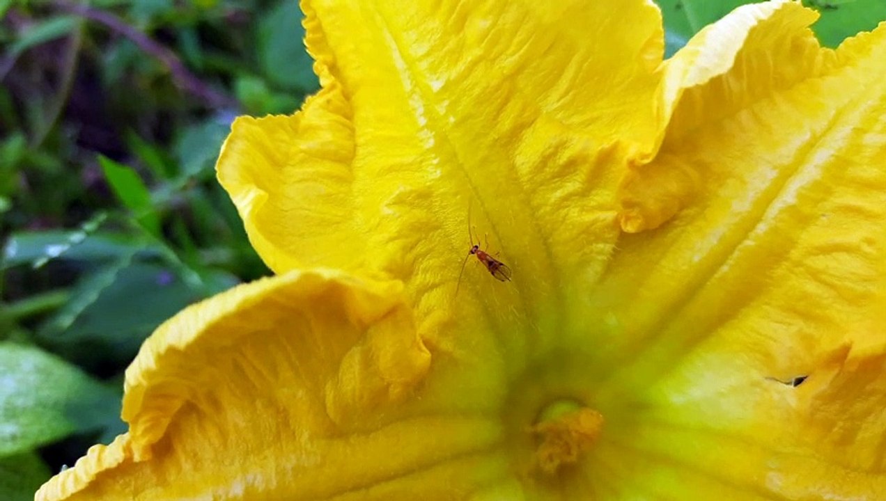 A  insect  in pumpkin flower.