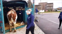 Vesoul : une Montbéliarde de 4 ans participe au salon de l’agriculture avec 6 étudiants