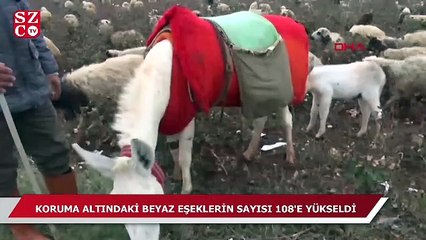Koruma altındaki beyaz eşeklerin sayısı 108’e yükseldi