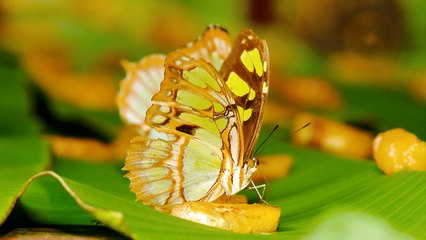 bd-actividades-para-realizar-en-sarchi-291119