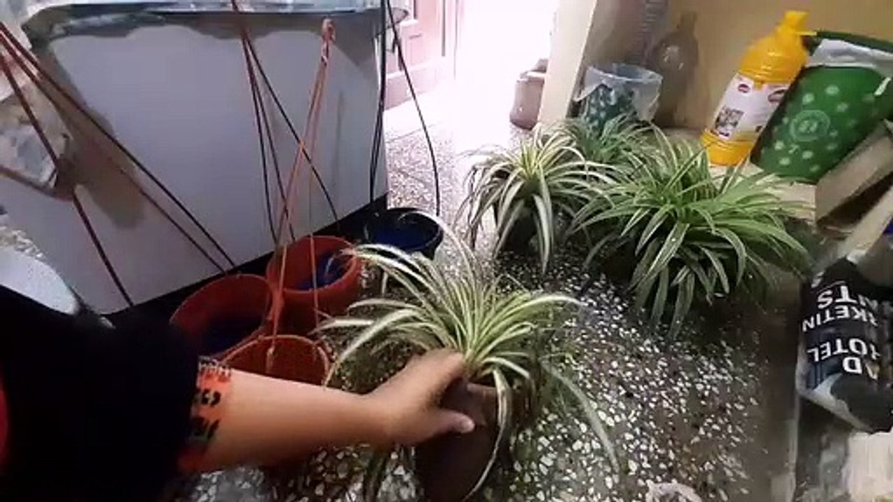 My shade loving plant  and most beautiful  spider plants