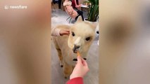 Adorable 'alpaca waiters' used to attract customers in Chinese restaurant