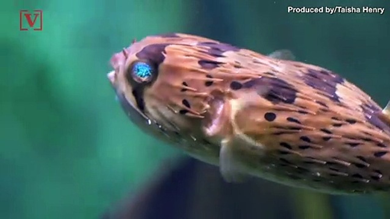 The Deadliest Animals in the World - video Dailymotion