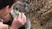 Un bébé koala pas du tout timide grimpe sur un touriste
