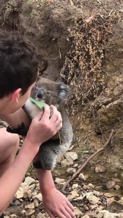 Un bébé koala pas du tout timide grimpe sur un touriste