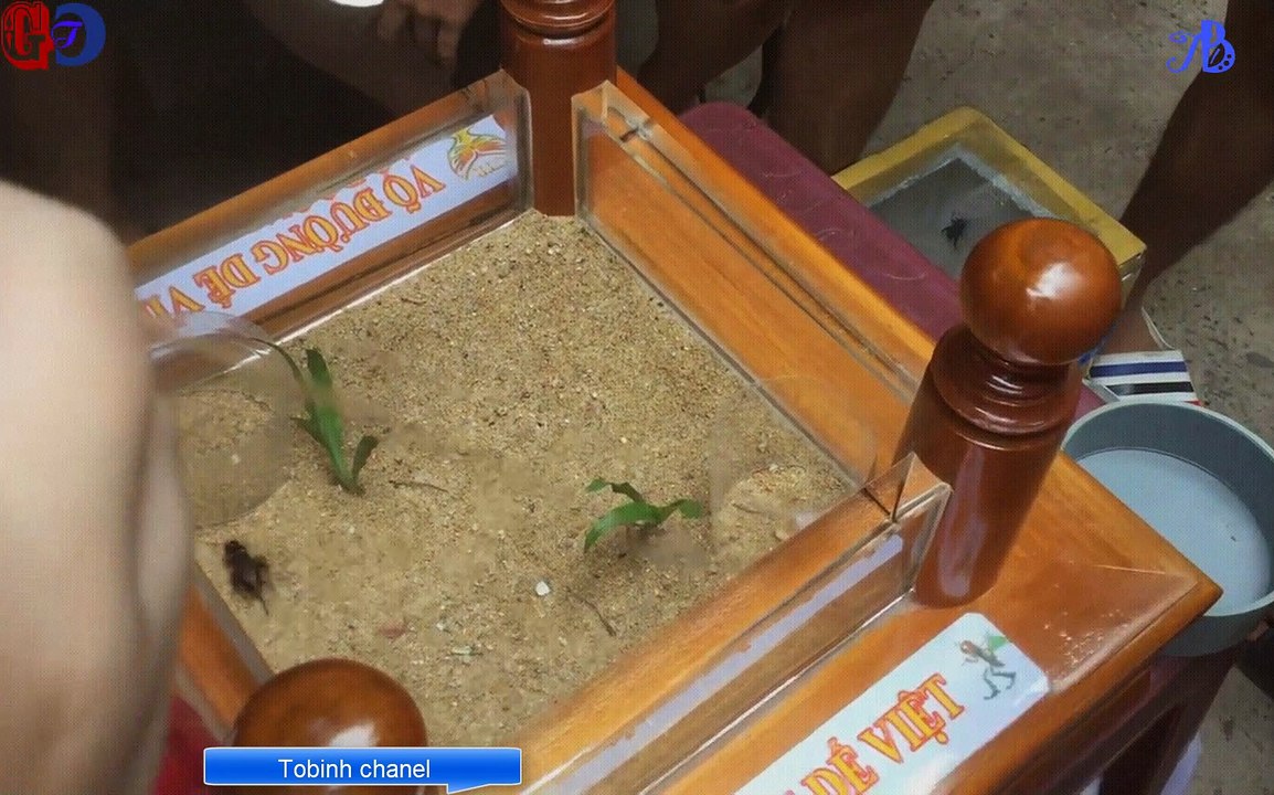 Cặp Dế Đá Quá Hay | Fighting crickets | Cricket fighting | traditional Chinese game