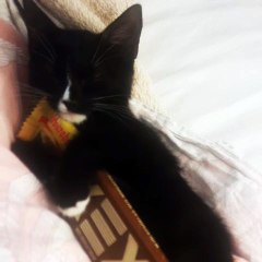 Kitten Adorably Snuggles Chocolate
