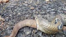 Rescued Snake Regurgitates