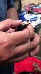 Hummingbird Rescued from Spiderweb